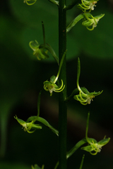 Habenaria pubidens