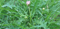 Taraxacum coreanum