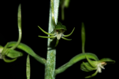 Habenaria pubidens