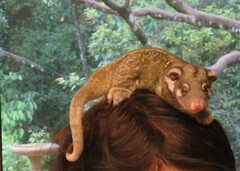 Pseudochirops archeri