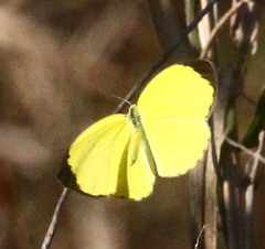Eurema desjardinsii