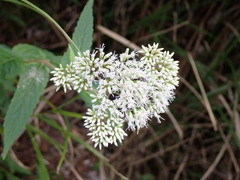 Eupatorium chinense tozanense