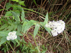 Eupatorium chinense tozanense