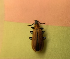 Prionocerus bicolor
