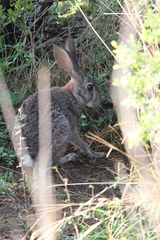 Lepus saxatilis