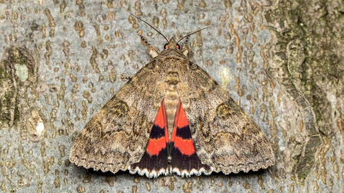 Red Underwing