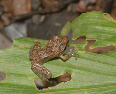 Anura