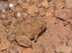 Minervarya