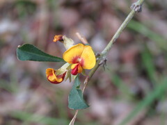 Gastrolobium bilobum