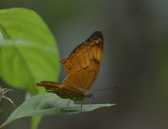 Cirrochroa thais