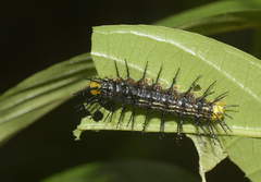 Cirrochroa thais