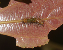 Cupha erymanthis