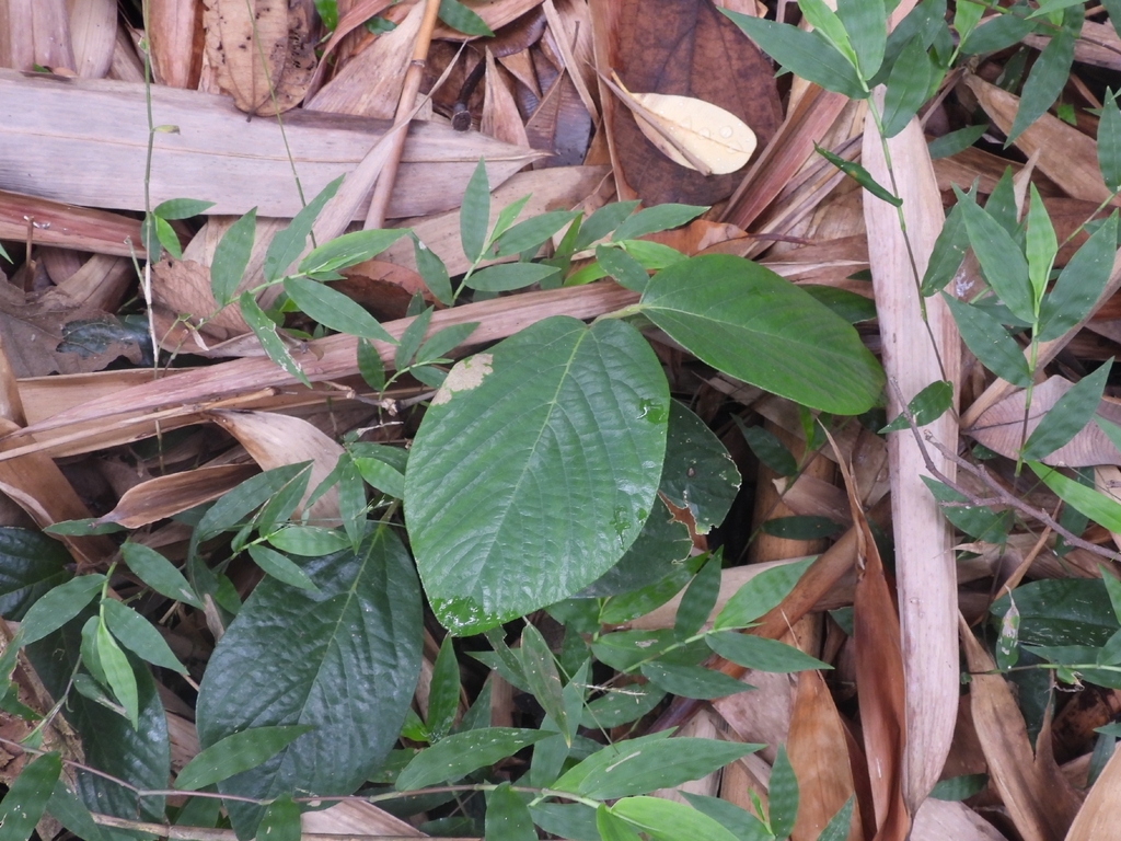 Thottea tomentosa (Thottea tomentosa)