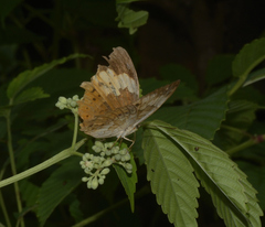 Cupha erymanthis