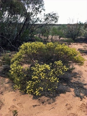 Acacia rigens