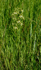 Habenaria rautaneniana image