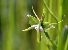 Habenaria rautaneniana image