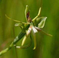 Habenaria rautaneniana image