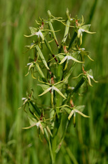 Habenaria rautaneniana image