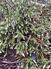 Prostanthera serpyllifolia microphylla