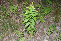 Solidago latissimifolia