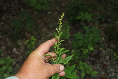 Solidago latissimifolia