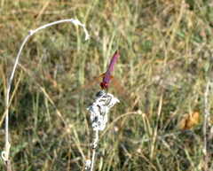 Trithemis annulata