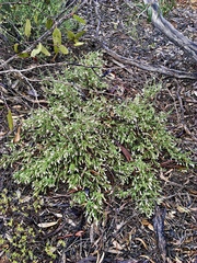 Prostanthera serpyllifolia microphylla