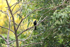 Dicrurus macrocercus