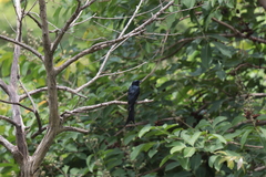 Dicrurus macrocercus