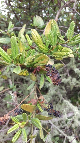 Ceanothus griseus, photograph 1