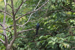 Dicrurus macrocercus