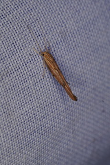 Catoryctis eugramma