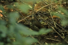 Zoothera marginata