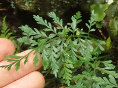 Asplenium cimmeriorum