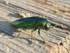Eurythyrea micans