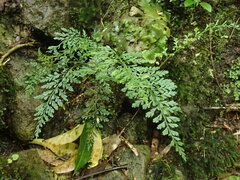 Asplenium cimmeriorum