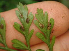 Asplenium cimmeriorum
