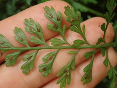Asplenium cimmeriorum