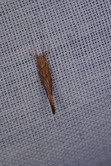 Catoryctis eugramma