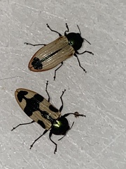 Castiarina fossoria