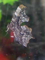 Polygonia faunus image