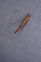 Catoryctis eugramma