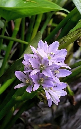 Monochoria vaginalis iNat (2)