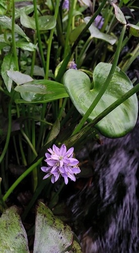 Pontederia vaginalis