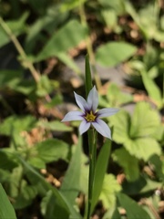 Sisyrinchium