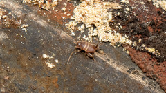 Myrmecophilus acervorum