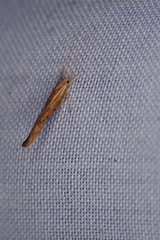 Catoryctis eugramma