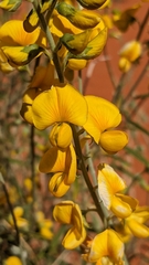 Crotalaria eremaea