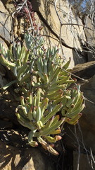 Cotyledon tomentosa